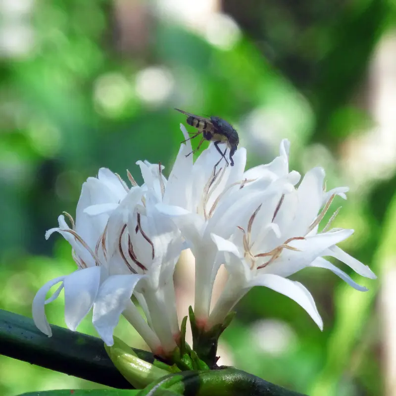 White coffee flower 