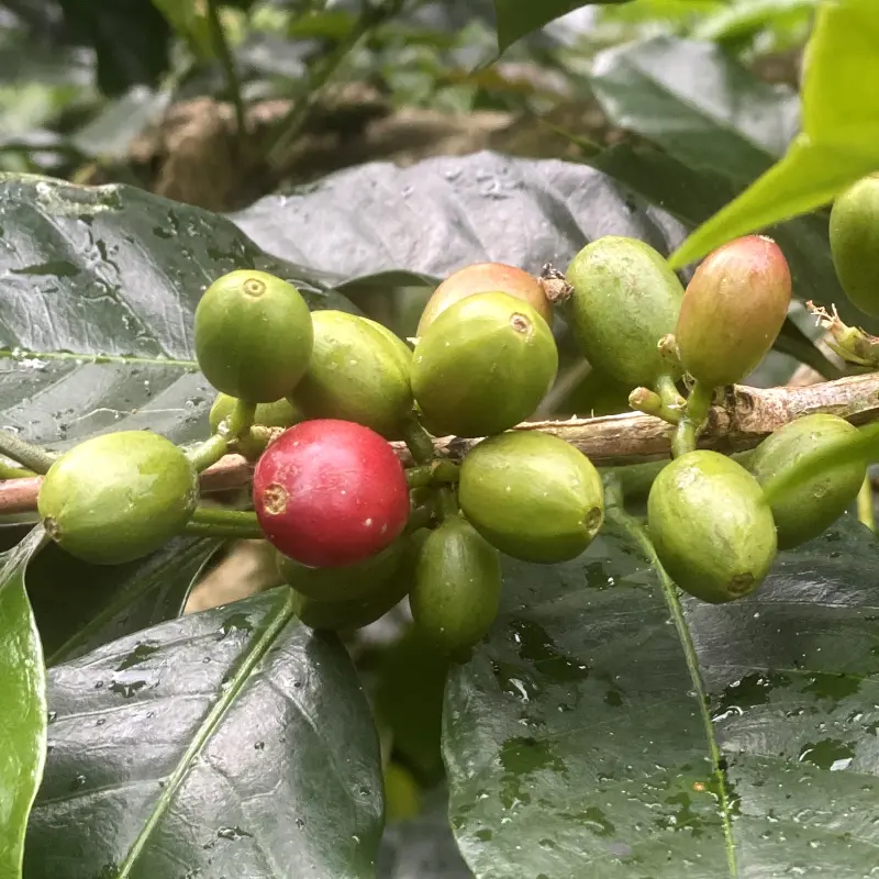 Organic Coffee - Bali Blue Moon