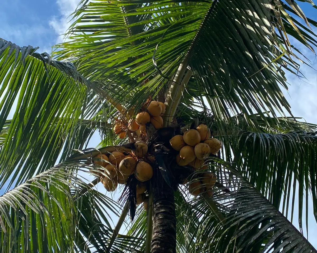 Coconut palm tree
