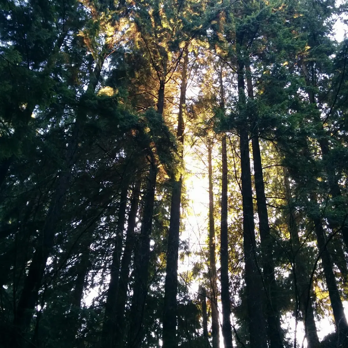 Sun Rays going through the Vancouver Rain Forest 