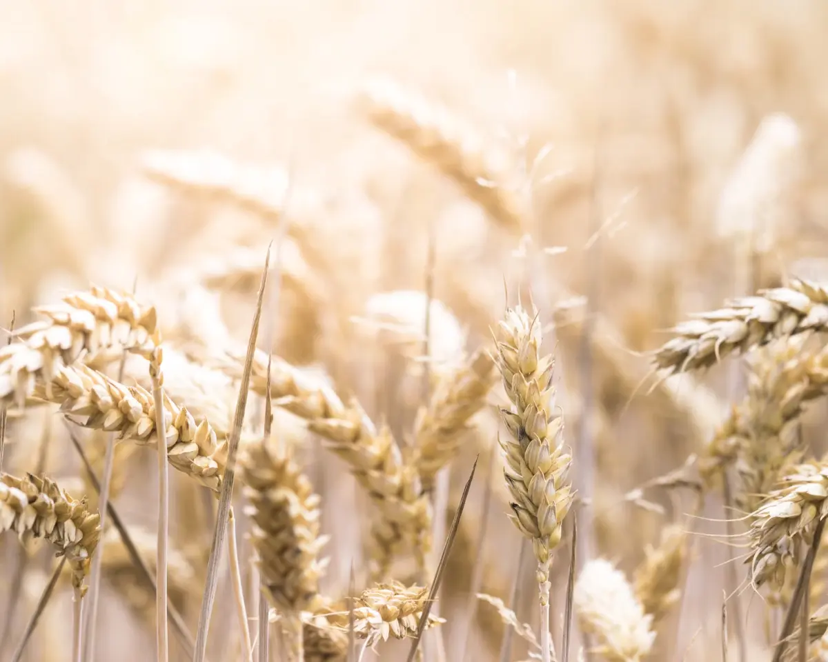 wheat fields
