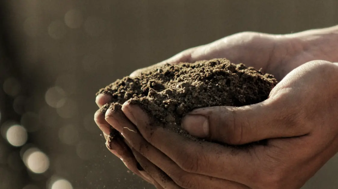 Brew Harmony: The Self-Sustaining Ecosystem of Biodynamic Coffee