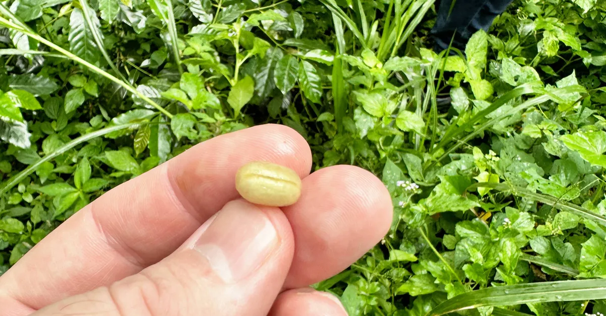Issue 5: Coffee Around the World