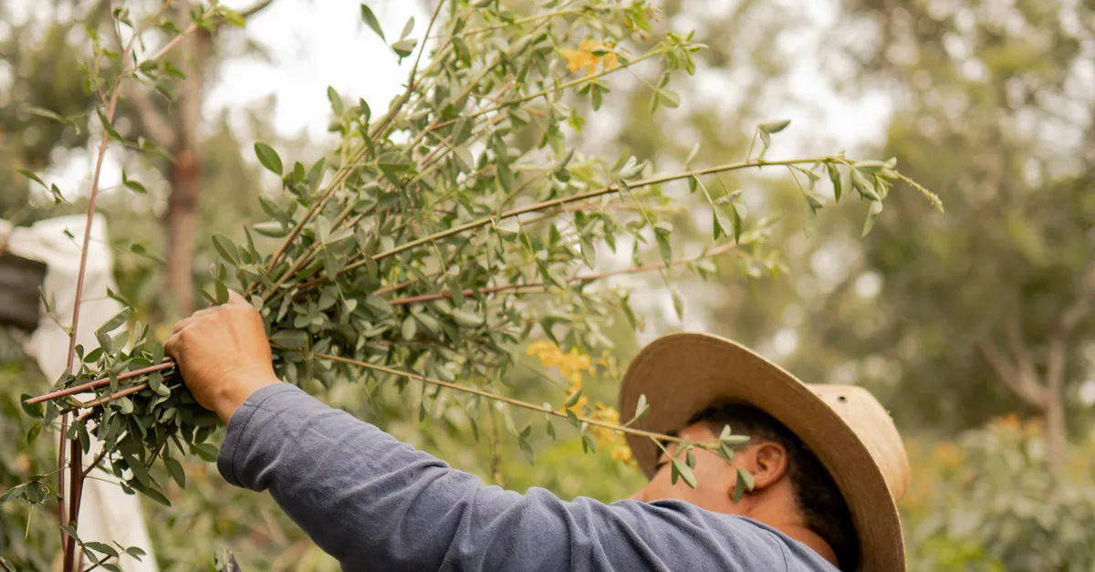 Coffee Report: 2024’s First-Half Market Status, Trends, and Consumer Behavior