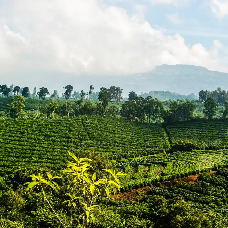Costa Rican landscape