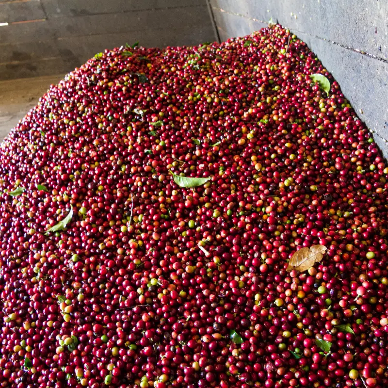 Costa Rica Counter Culture Coffee Fast Forward