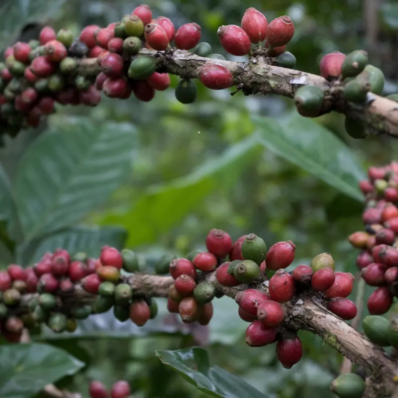 Hang Tuah Malaysian Liberica Coffee