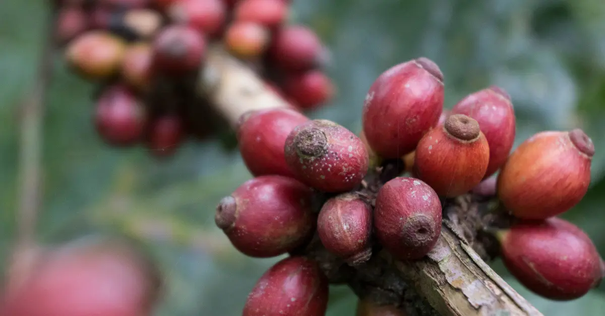 7 Best Liberica Coffee: The Lesser Known Modern Coffee Variety