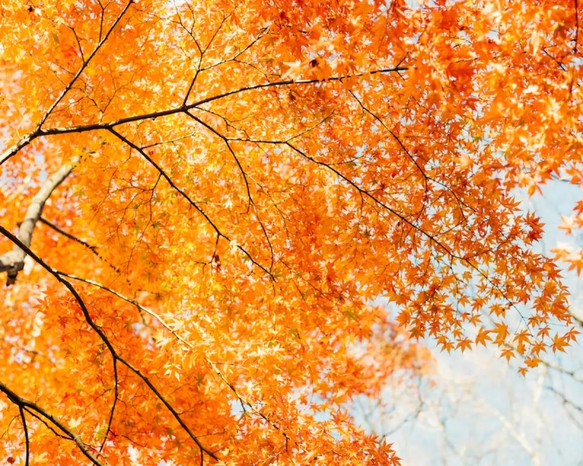Maple tree canopy