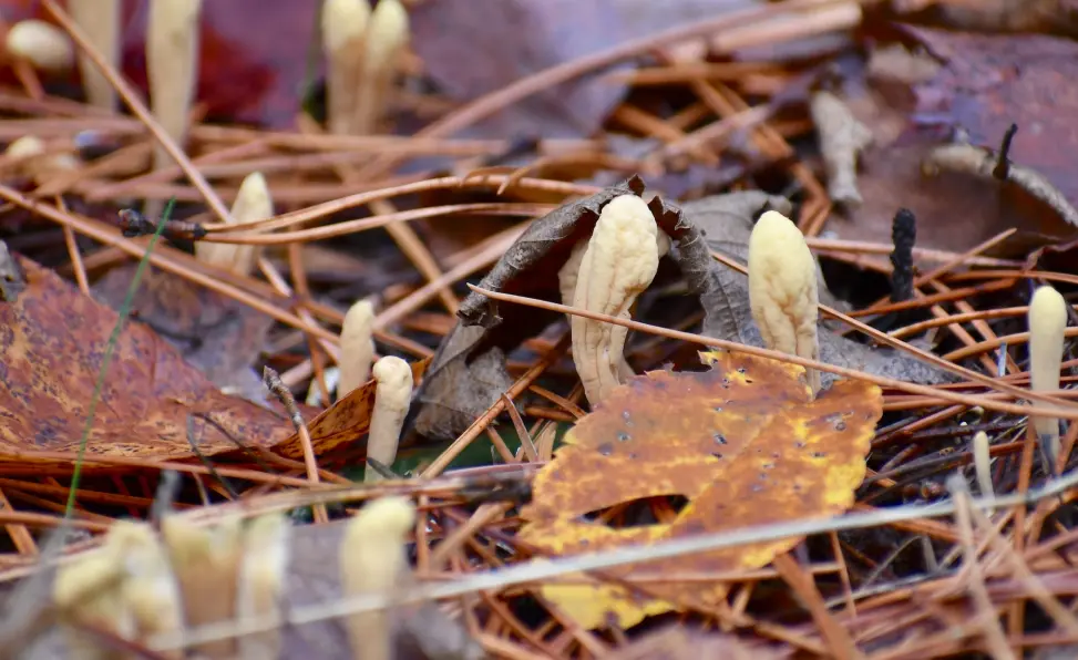 cordyceps growing on a forest floor 