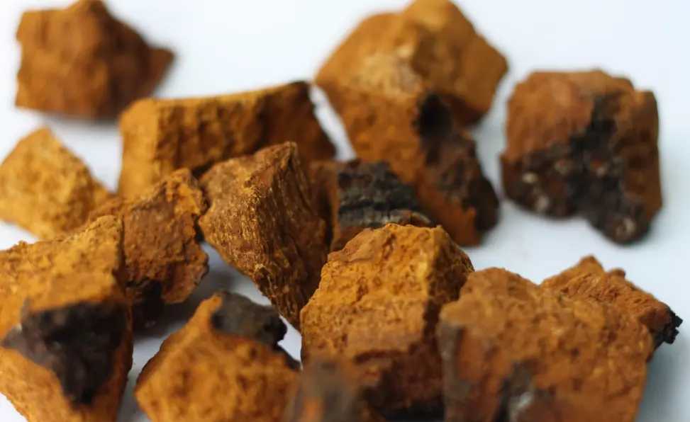 Chaga Mushrooms