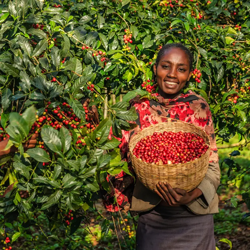 West African Lady with a basket of coffee fruit by coffee trees