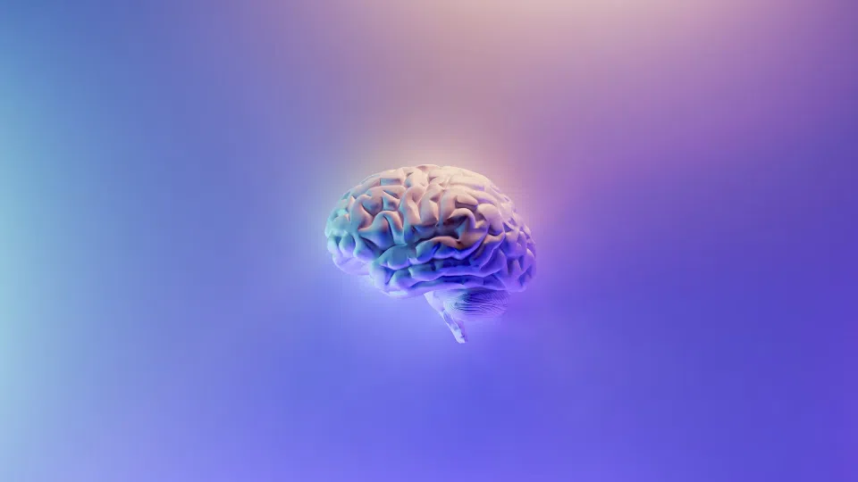 brain picture